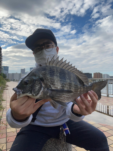 チヌの釣果