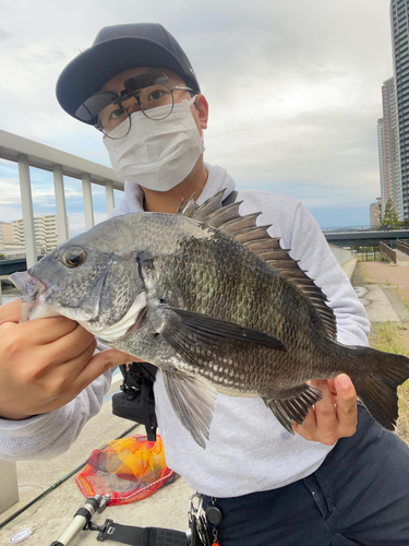 チヌの釣果