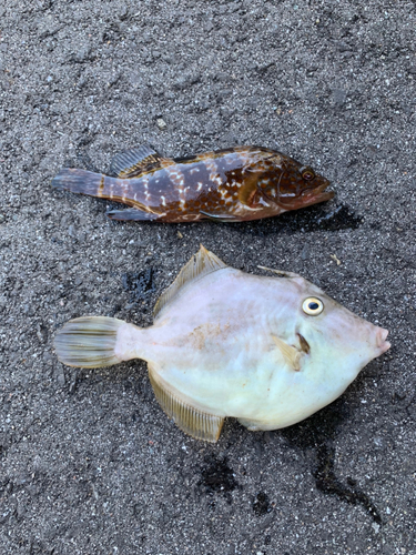 カワハギの釣果