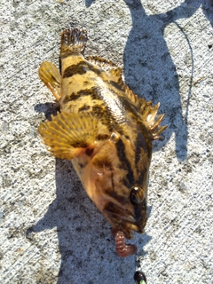 ベッコウゾイの釣果