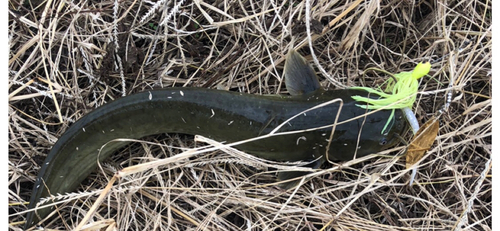 ナマズの釣果