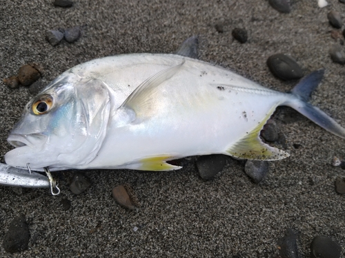 メッキの釣果