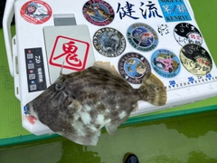 カワハギの釣果