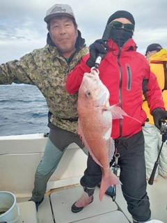 マダイの釣果