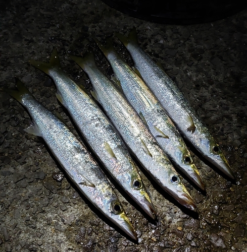 アカカマスの釣果