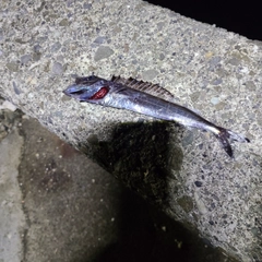 クロシビカマスの釣果