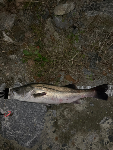 スズキの釣果