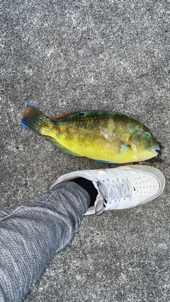 マクブの釣果