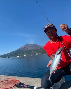 カツオの釣果