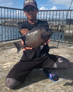 イシガキダイの釣果