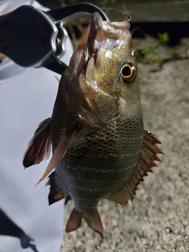 ゴマフエダイの釣果