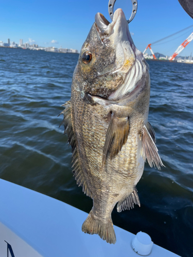 チヌの釣果