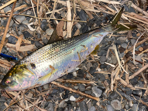 コノシロの釣果