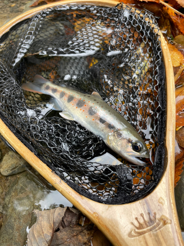 アマゴの釣果