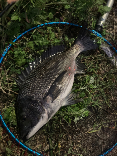 チヌの釣果