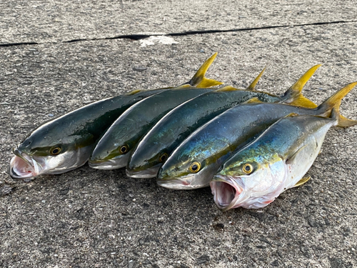 ハマチの釣果