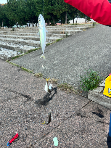 サバの釣果