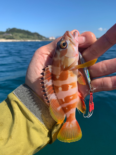 ネリゴの釣果