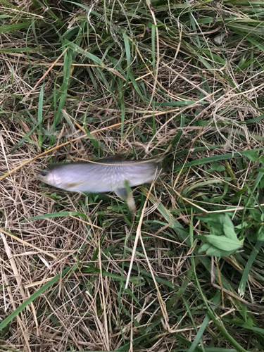 イワナの釣果