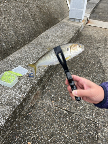 コノシロの釣果