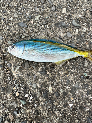 タカベの釣果