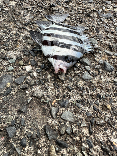 イシダイの釣果