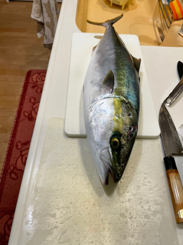 ワラサの釣果