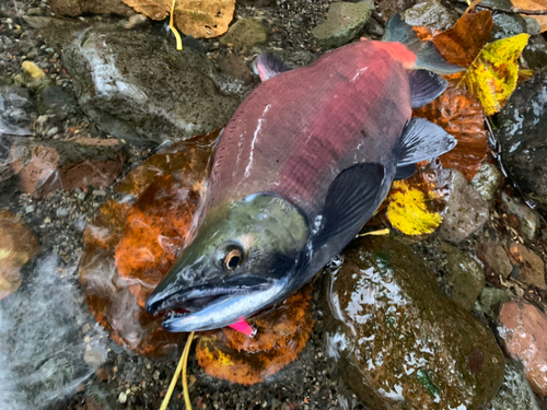 ヒメマスの釣果