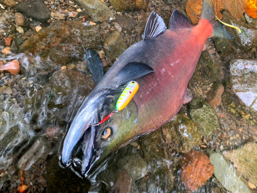 ヒメマスの釣果