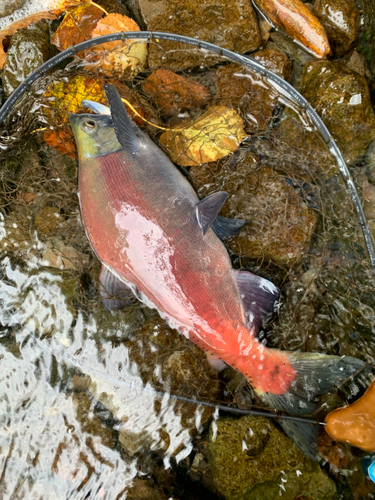 ヒメマスの釣果