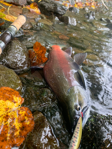 ヒメマスの釣果