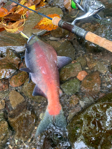 ヒメマスの釣果