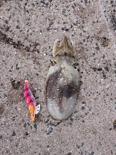 コウイカの釣果