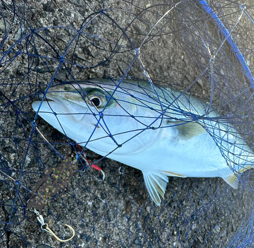 ハマチの釣果