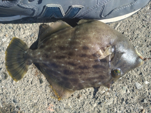 カワハギの釣果