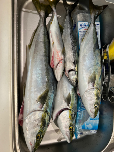 ブリの釣果