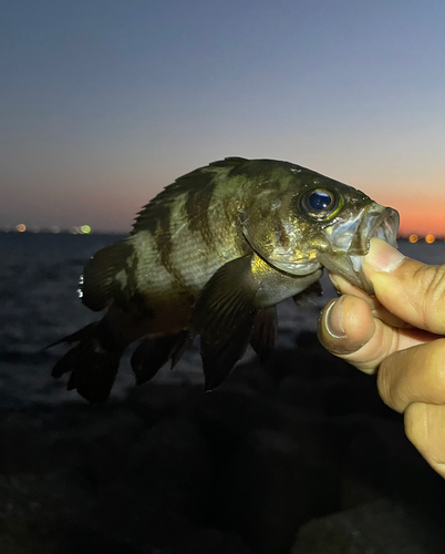 アカメバルの釣果