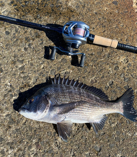 クロダイの釣果