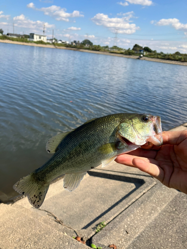 ラージマウスバスの釣果