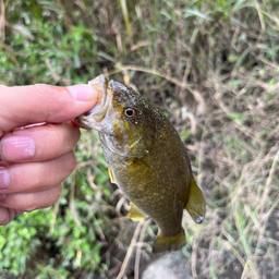 スモールマウスバス