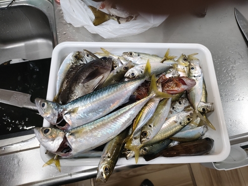 アジの釣果