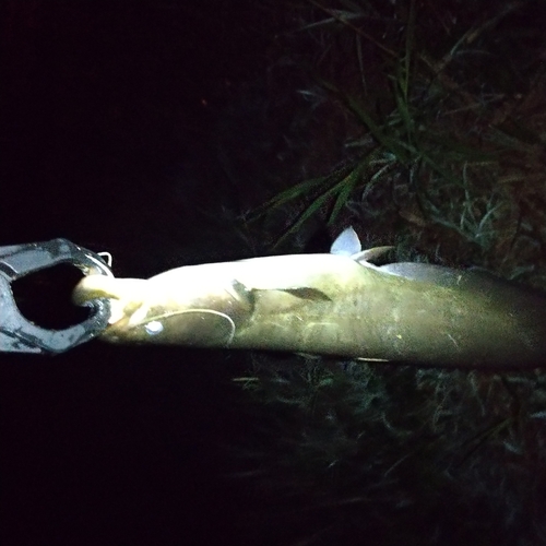 マナマズの釣果