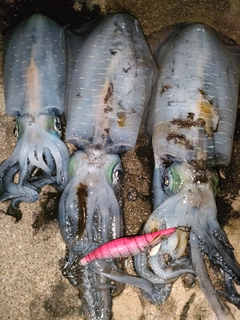 アオリイカの釣果