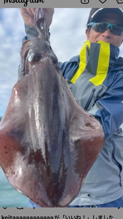 アオリイカの釣果