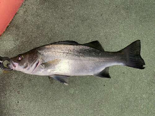 セイゴ（ヒラスズキ）の釣果