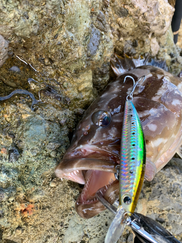 スズキの釣果