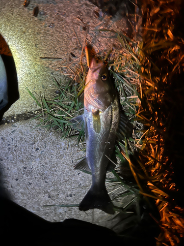 スズキの釣果