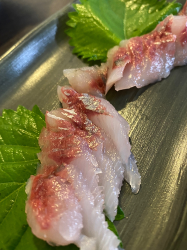 ボラの釣果