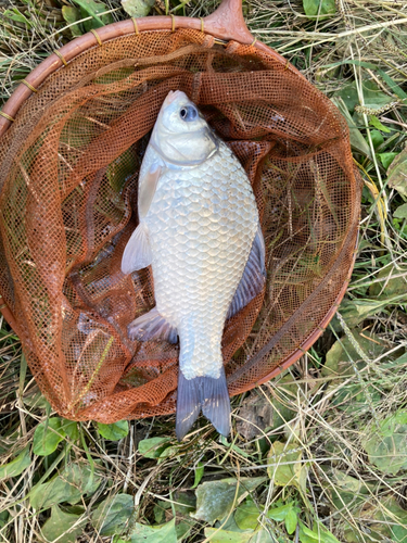 フナの釣果