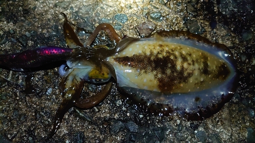 アオリイカの釣果